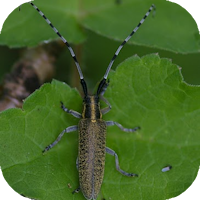 Distelboktor Agapanthes villosoviridescens Oudemolen.png